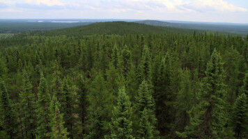 Strategic tree planting brings meaningful carbon reductions