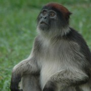 Monkey in Ugandan rainforest