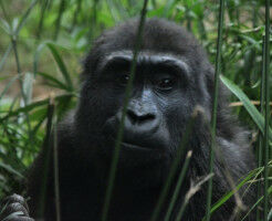 Study maps missing piece of brain evolution��