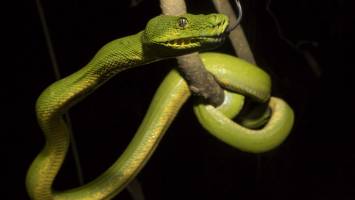 Study plots pythons' hisss-tory in Australia