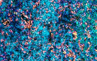 Stunning images of life-changing research