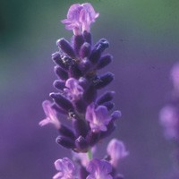 Summer evening openings at the Botanic Garden