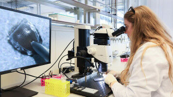 Summer in the Lab: bridging research and education