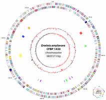 Swiss scientists sequence fire blight genome