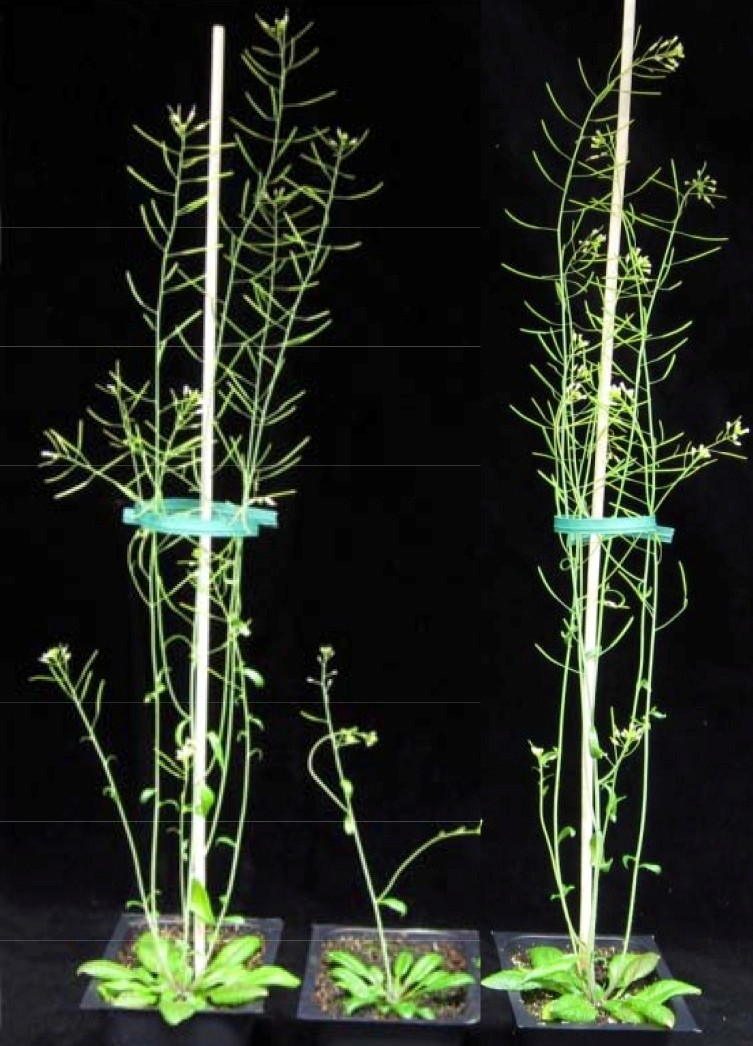 On the right is an Arabidopsis plant engineered to reduce the xylan content whil