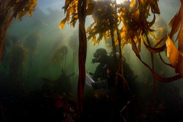 Kieran Cox surveys soniferous (sound producing) fish communities in a kelp fores