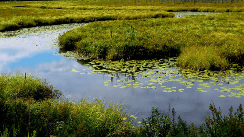 Wetland landscape in Ontario