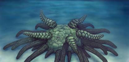 Tentacled 'Cthulhu' fossil reconstruction reveals monstrous relative of modern sea cucumbers