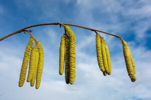 The 2025 pollen season has already started