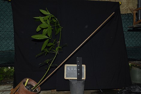 � Barbara Ghislain, Ecofog laboratory (CNRS/AgroParisTech/Cirad/Inra/Universit� 