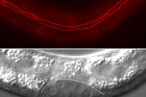 The circuitous path to adulthood