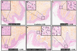 The combined use of insect repellent and sunscreen reportedly reduces UV protection
