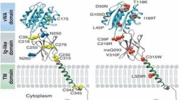 The dark sides of capillary morphogenesis gene 2.