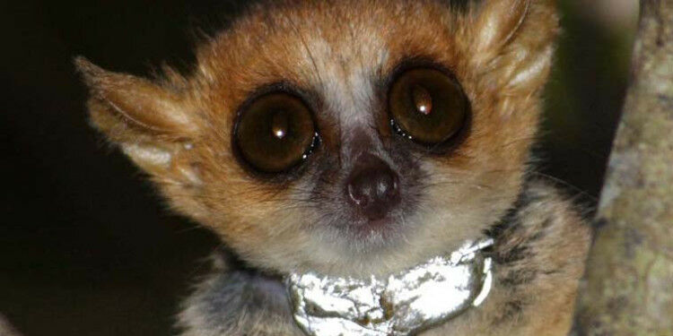 A mouse lemur living in Madagascar carries a transmitter that enables researcher