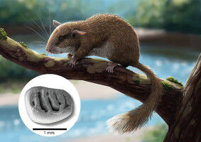 The last spiny dormouse in Europe