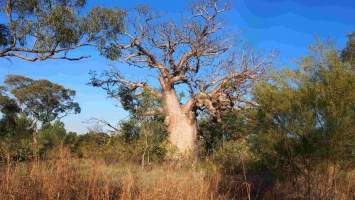 The lost Australian stories etched in iconic ancient trees