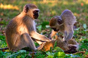 The morality of our fellow primates