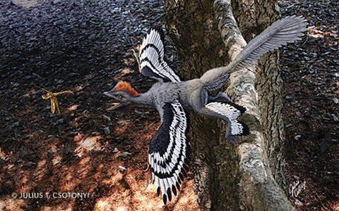 The colour patterns on the feathered dinosaur Anchiornis huxleyi (pictured above