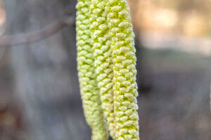 The new pollen season arrives