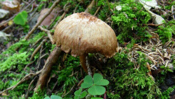 The preparation makes the poison