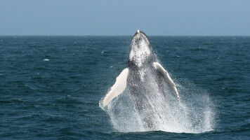 The seamounts of Cape Verde: a biodiversity hotspot and a priority for marine conservation in the central-eastern Atlantic