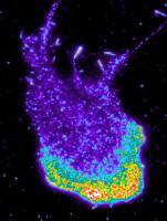 The Solution to a 50-Year-Old Riddle: why Certain Cells Repel one Another