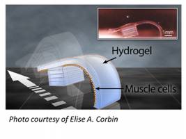 These bots were made for walking: Cells power biological machines