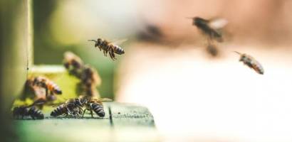 Think of honeybees as 'livestock' not wildlife, argue experts