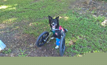 Ziggy with his customised cart.