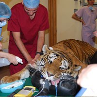 Tiger saved by team of surgeons at Cambridge Vet School