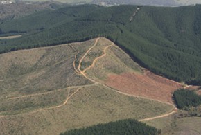 Plantation timber in the Ovens Valley, Victoria. Photo by Shiny Things
