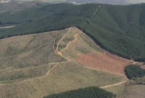 Time to see the wood for the trees: expert