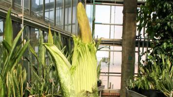 Titan Arum in Bloom During Corona Crisis