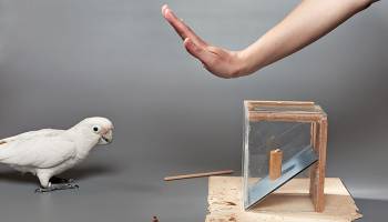 To tool or not to tool?