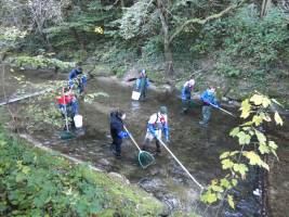 Tracking a parasite that's ravaging fish