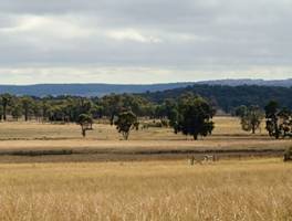 Transforming agriculture with real options