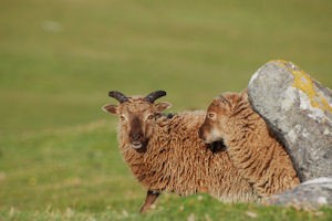 Soay sheep twins by Loeske Kruuk