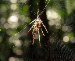 Tropical spiders build giant doppelg�ngers to survive
