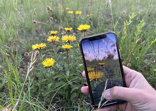 The &rsquo;Flora Incognita&rsquo; app has received new artificial intelligence