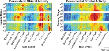 Rats exhibit different patterns of neural activity in the dorsolateral and dorso