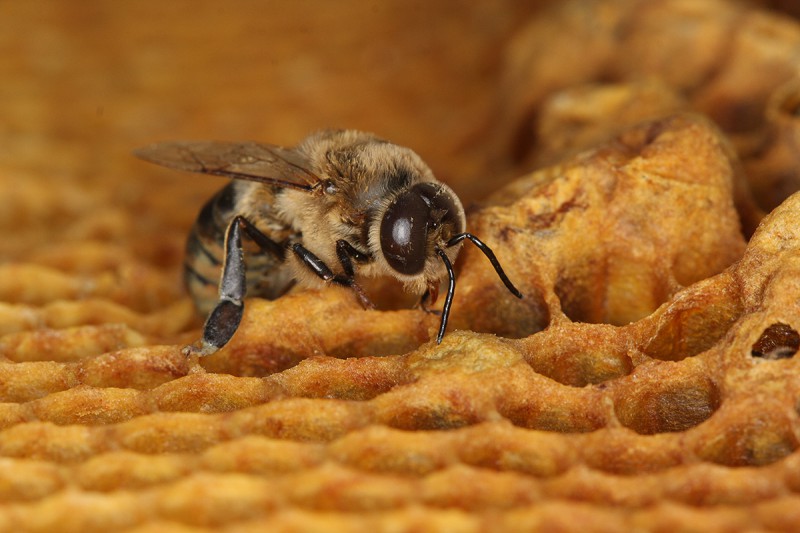 A newly emerged male honey bee, known as a drone, on a wax bee frame. � Geoffrey