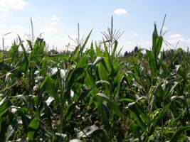 U of M project will help corn and soybean farmers prepare for climate change