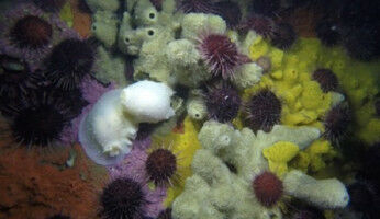 UB scientific campaign to study the impact of global change and human activities in Antarctica