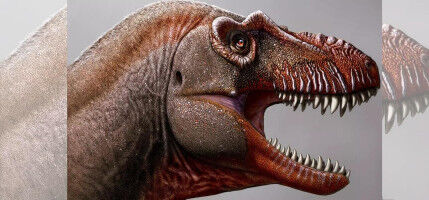 UCalgary paleontologists capture public's imagination with dinosaur discoveries