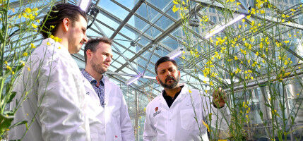 UCalgary research tackles canola pod shattering