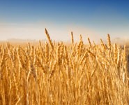 The wheat genome is five times larger than the human genome and presents a huge 