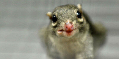 A step closer to a visual prosthesis