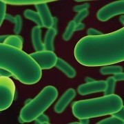 Under pressure: new research programme to examine how bacterial pathogens cope with stress