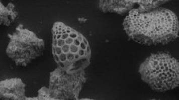 Under the Microscope #13 – Tiny worm faecal pellets