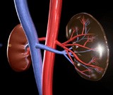3D model of human kidneys (courtesy of iStock)